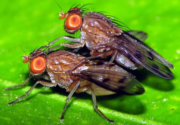 drosophila-fly-sex-flickr-gustavo-lu7frb.jpg